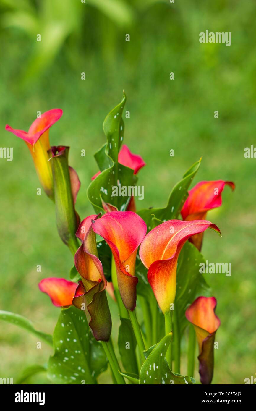 Flores grandes de color rojo-naranja de Zantedeschia Quatar, lirio arum,  lirio calla, calla. Plantas herbáceas, perennes, en flor en la familia  Araceae Fotografía de stock - Alamy