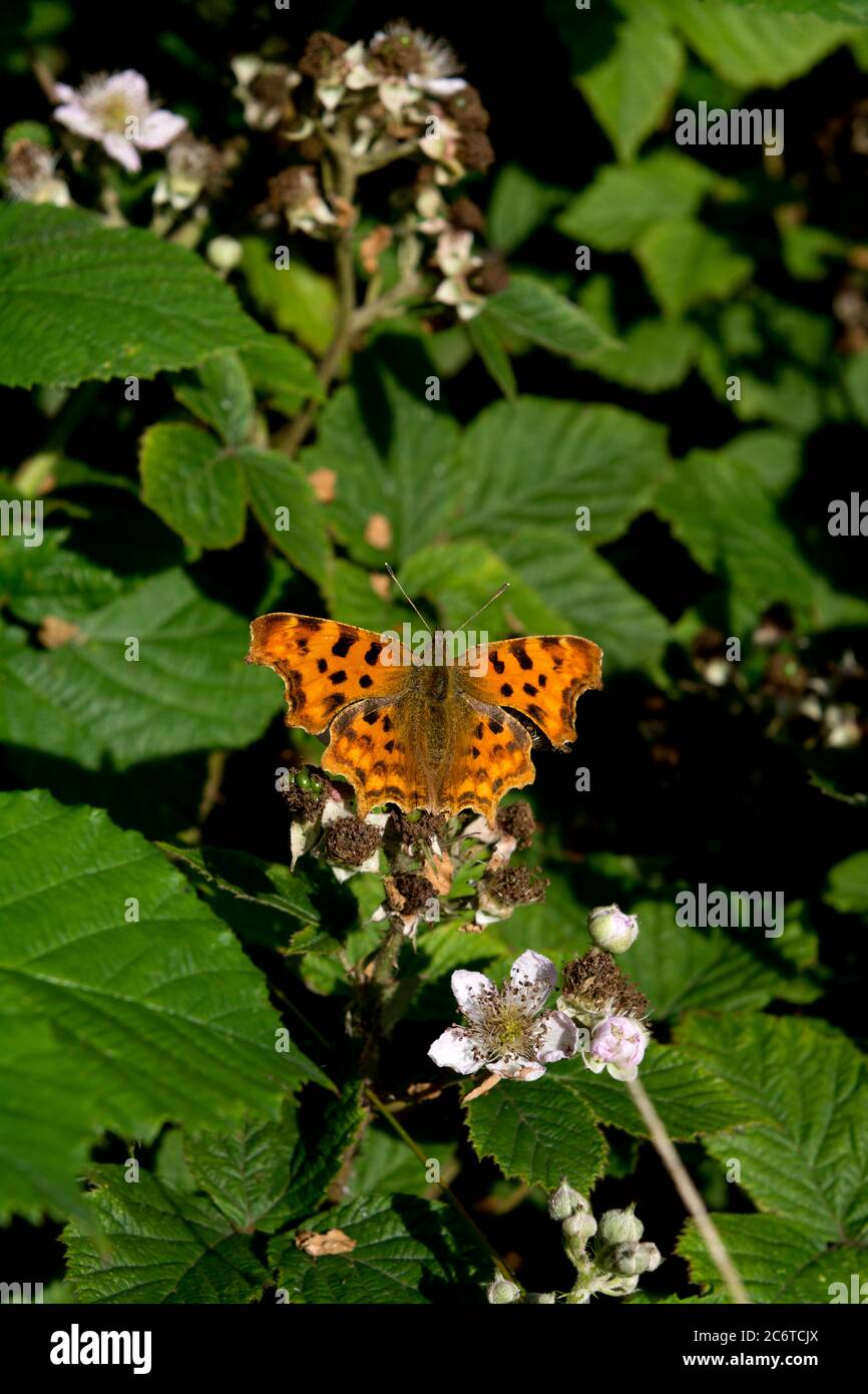 Una mariposa de coma (Polygonia c-album) en una planta de Bramble (Rubus sp.), Warwickshire, Reino Unido Foto de stock