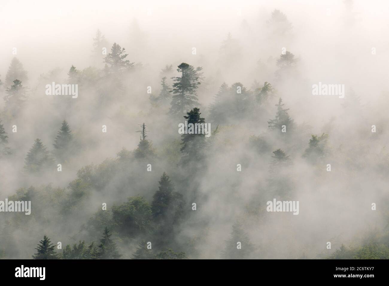 Bosque de coníferas en niebla, Parque Nacional de los Lagos de Plitvice, Croacia Foto de stock