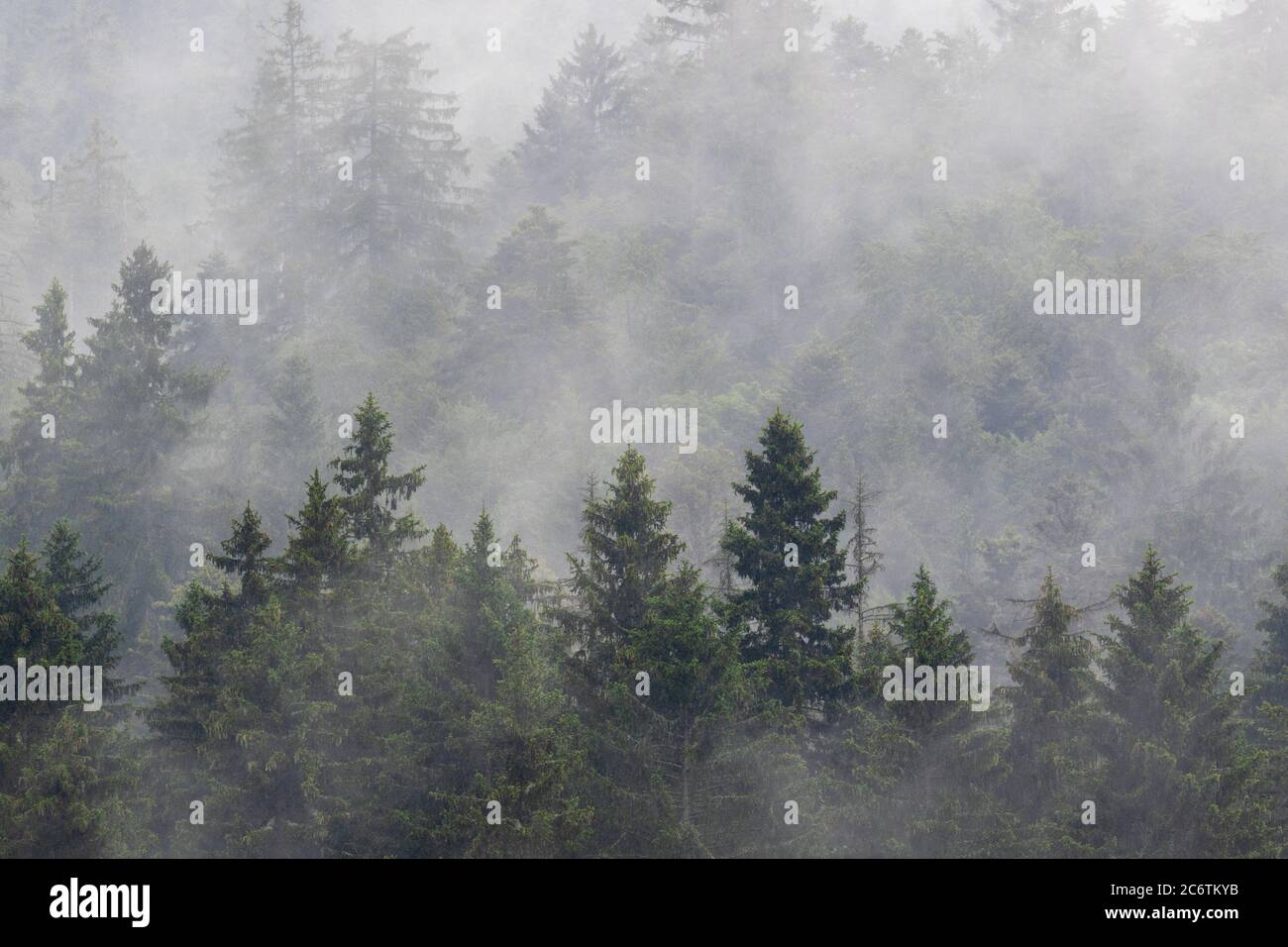 Bosque de coníferas en niebla, Parque Nacional de los Lagos de Plitvice, Croacia Foto de stock