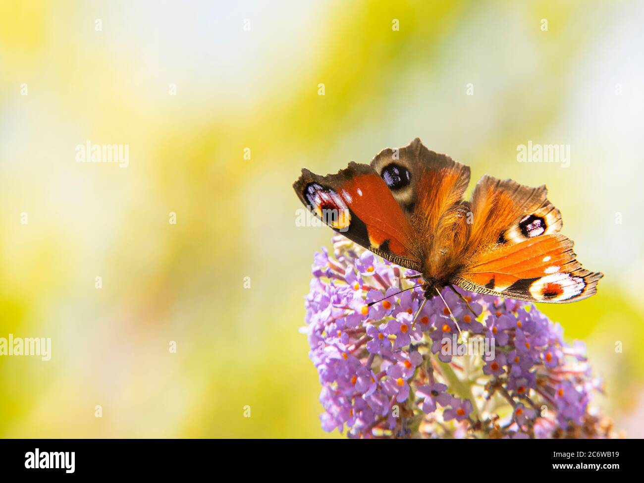 Peacock Butterfly, encaramado en un arbusto en un jardín británico, Bedfordshire, julio de 220 Foto de stock