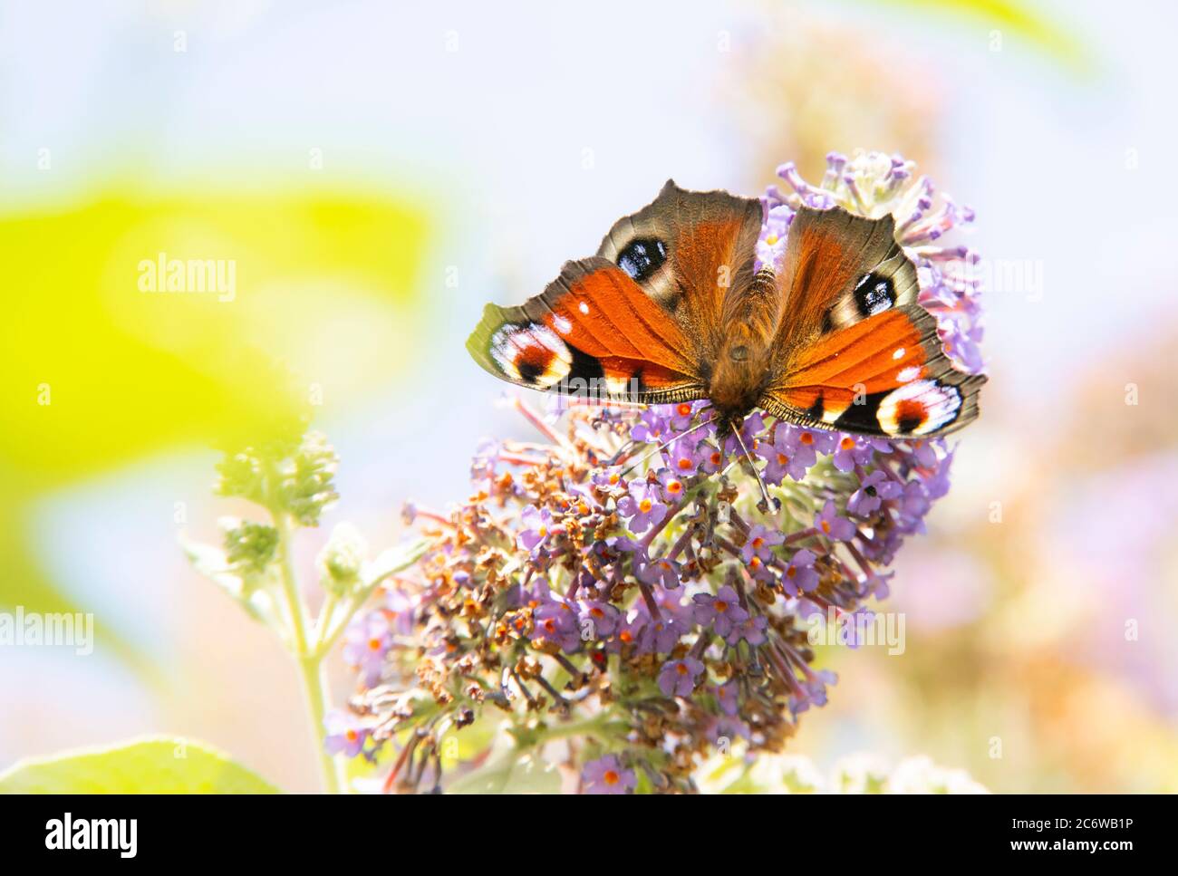 Peacock Butterfly, encaramado en un arbusto en un jardín británico, Bedfordshire, julio de 220 Foto de stock