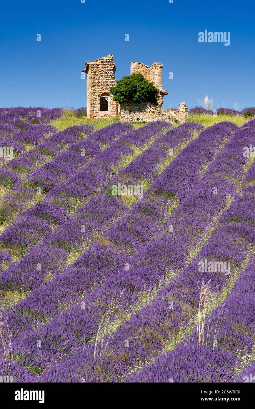 Campos de lavanda de Provenza en verano con la vieja verza. Valensole Plateau, Alpes de Alta Provenza, Alpes europeos, Francia Foto de stock