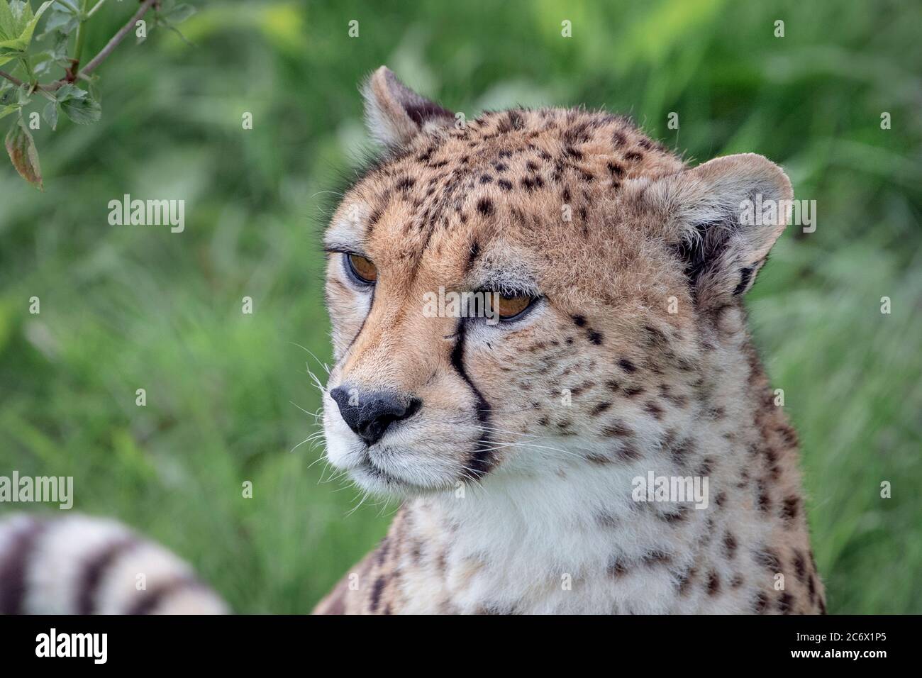 Cheetah masculino (disparo en la cabeza) Foto de stock