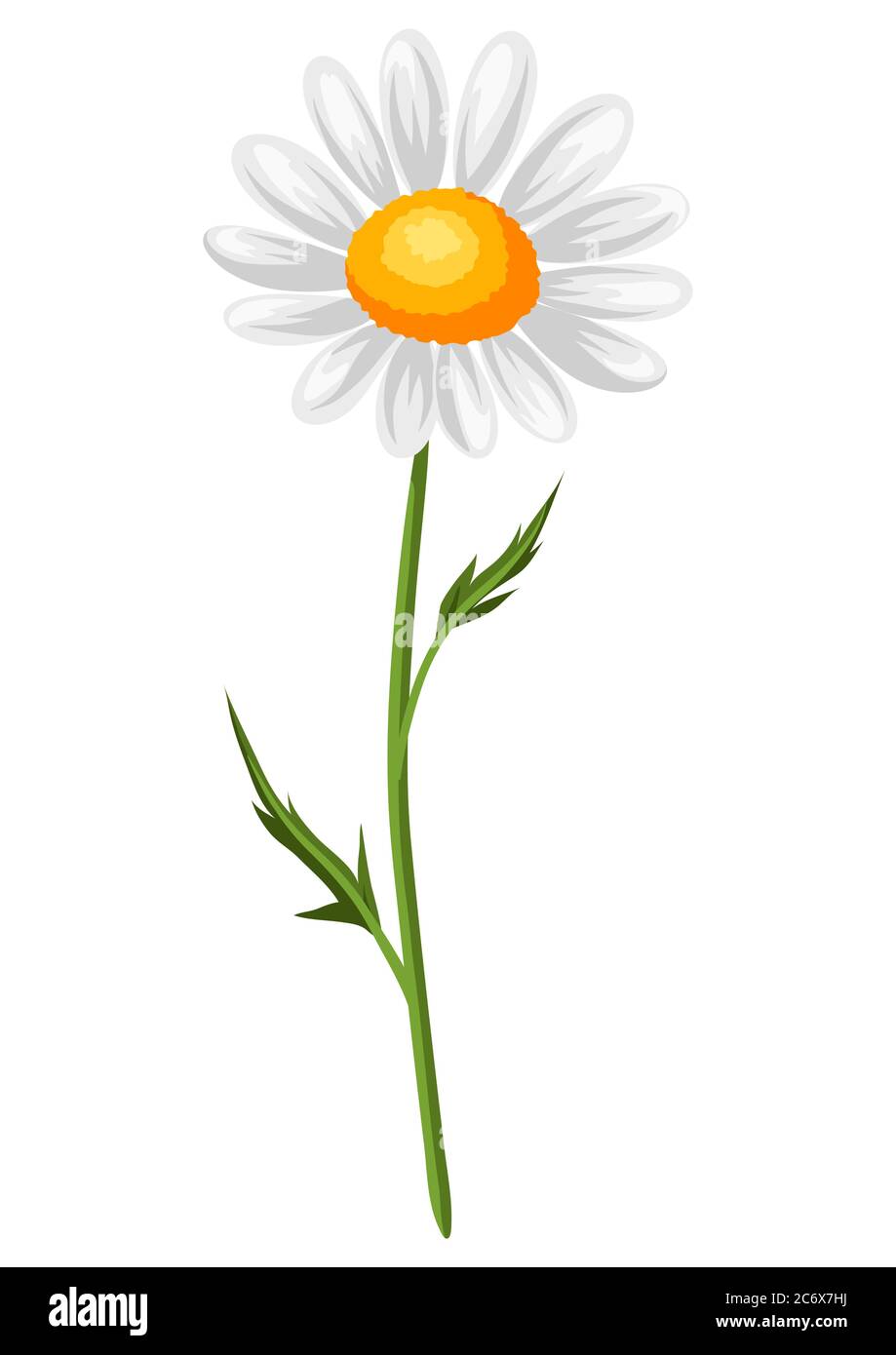 Ilustración de camomila realista. Hermosa flor. Ilustración del Vector