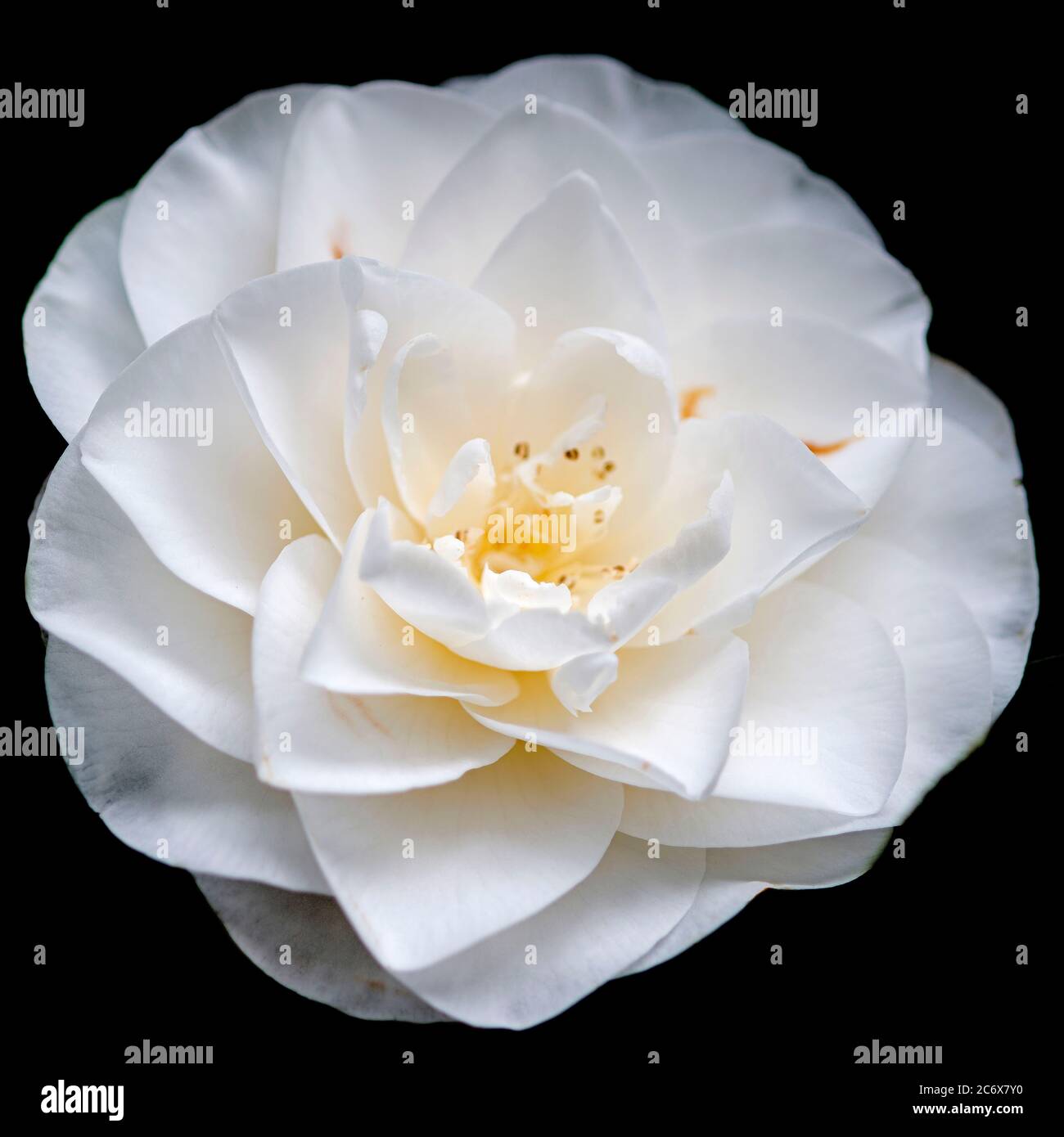 Flor de Camelia blanca sobre fondo negro Fotografía de stock - Alamy