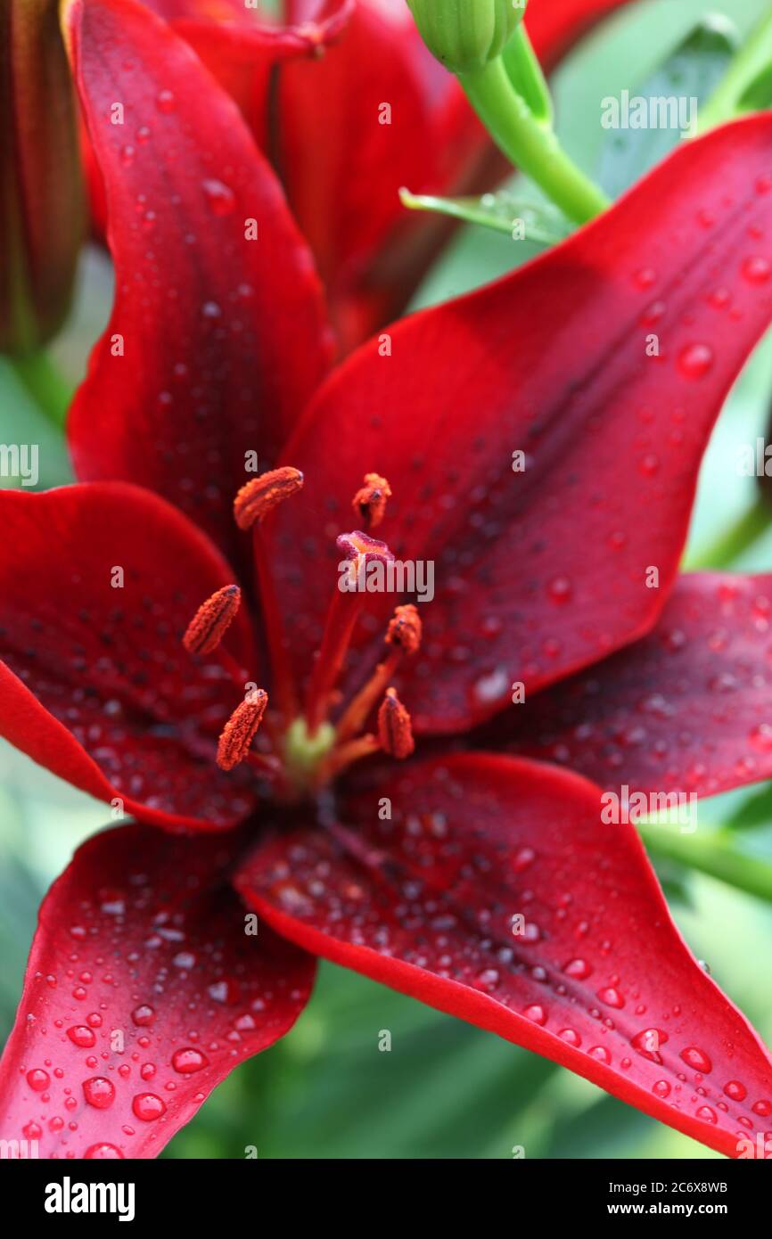 Lirio rojo oscuro en el jardín después de la lluvia Fotografía de stock -  Alamy