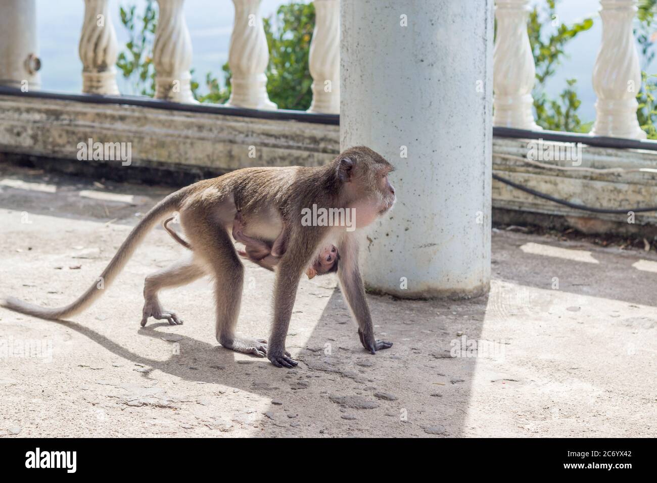 Petrificar ventajoso Untado monos femeninos, mamá con su bebé amamantando Fotografía de stock - Alamy