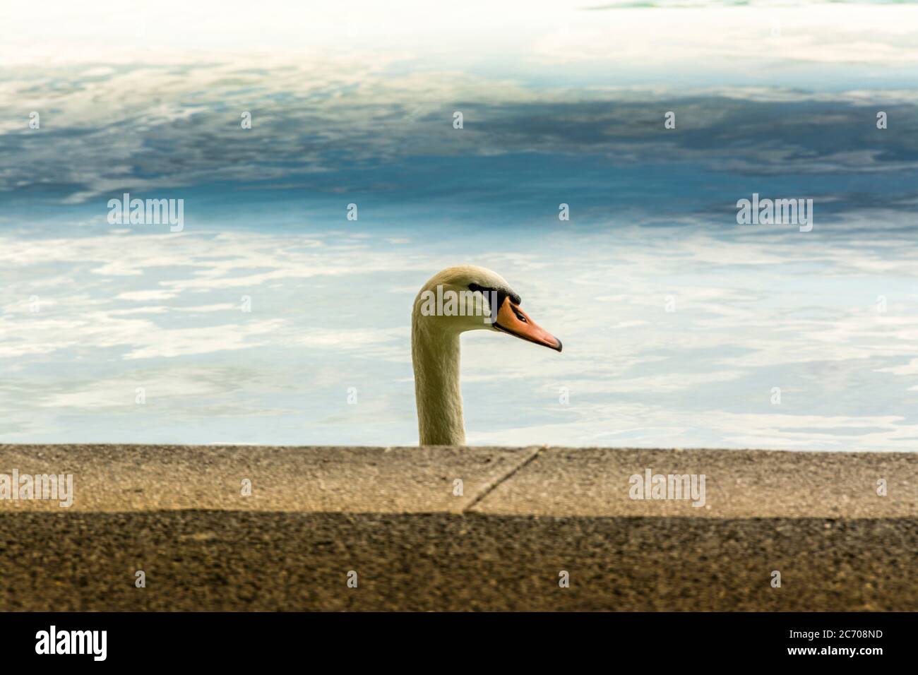 Cerca de un cisne, lago de Annecy, departamento de Alta Saboya, Auvernia-Ródano-Alpes, Francia Foto de stock