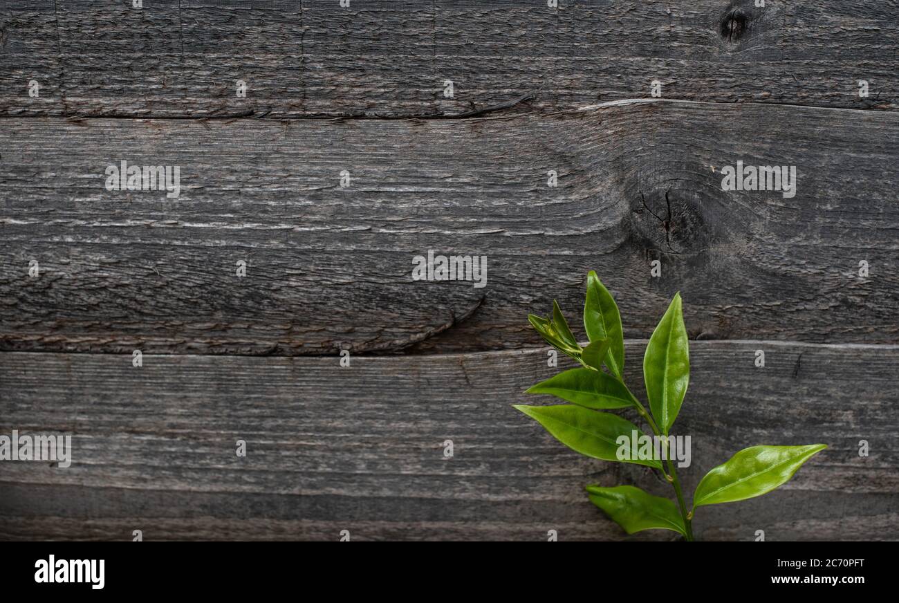 Textura de madera vieja con una planta Foto de stock