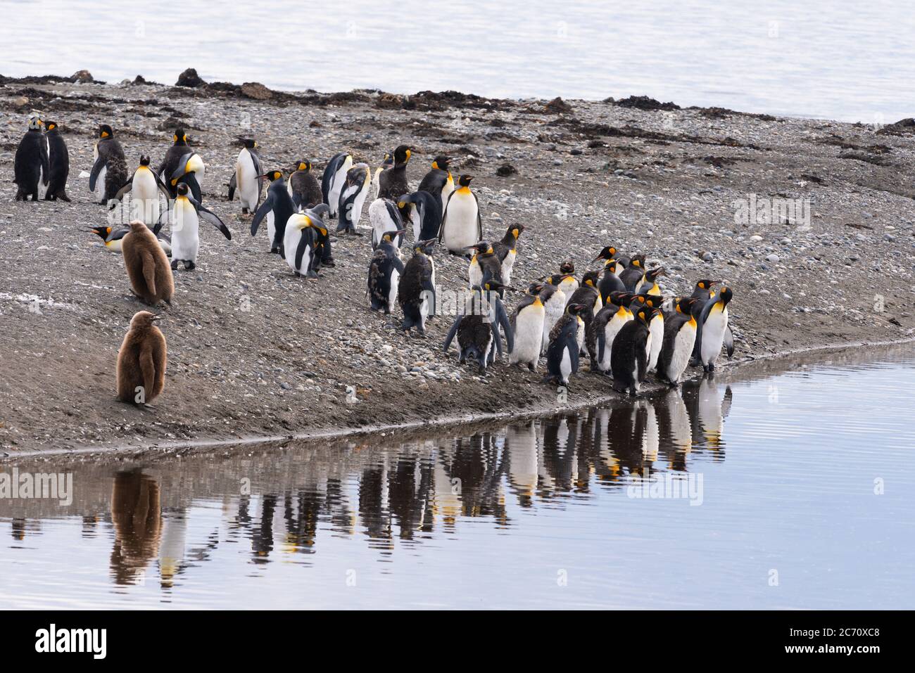 Colonia de reproducción de pingüinos rey (Aptenodytes patagonicus) en Bahía Inutil, Tierra del Fuego, Chile Foto de stock
