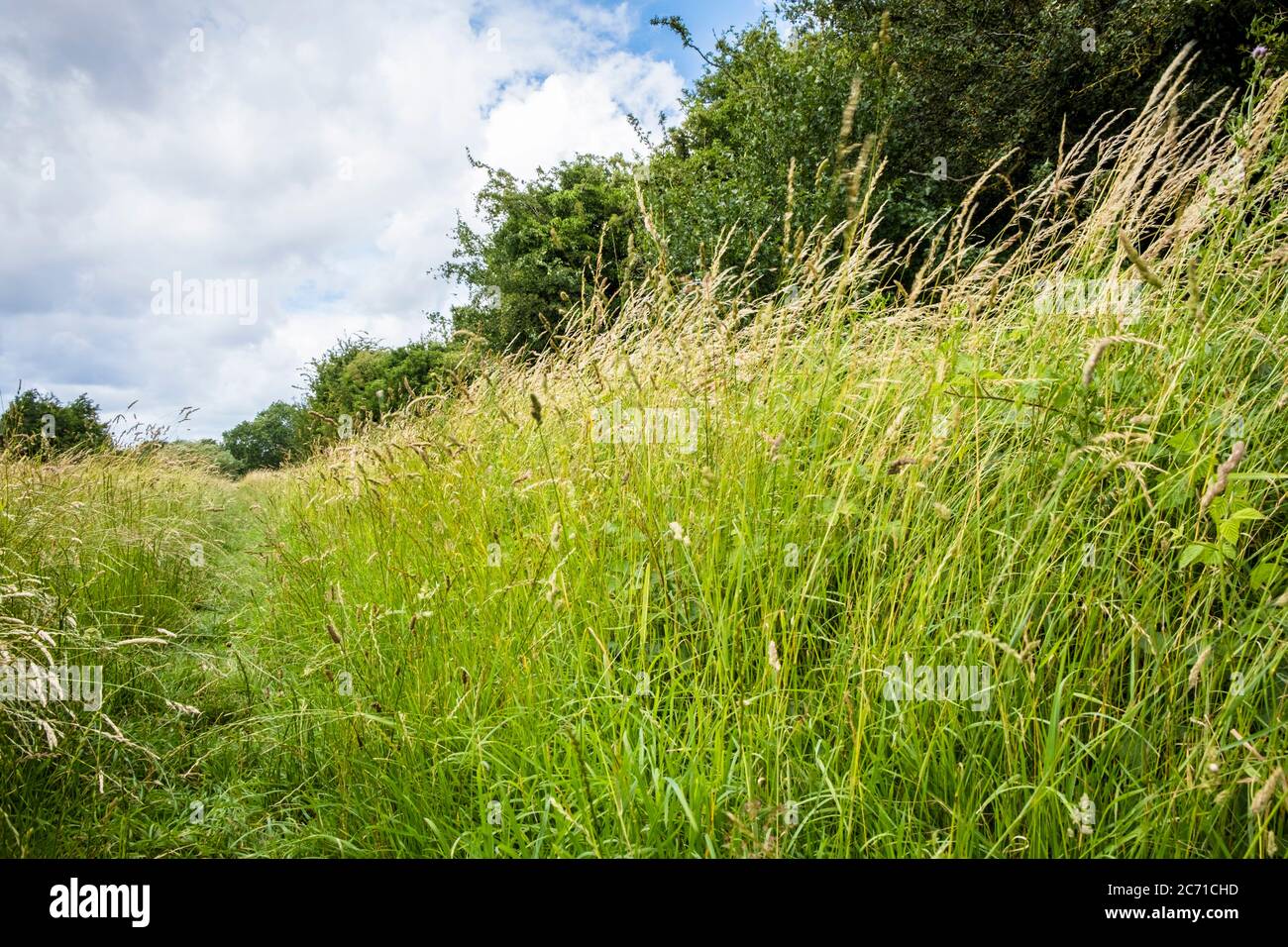 Hierba larga en el viento con un camino formado por personas que caminan por el campo, Nottinghamshire, Inglaterra, Reino Unido Foto de stock