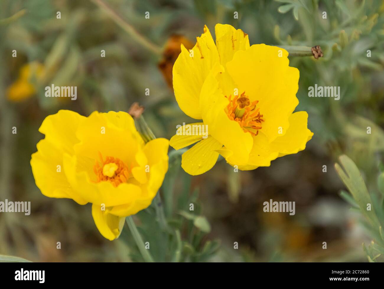 Amapola tulipán mexicano fotografías e imágenes de alta resolución - Alamy