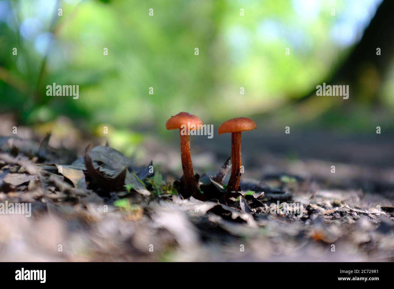 un cierre de pequeños hongos del bosque en el otoño Foto de stock