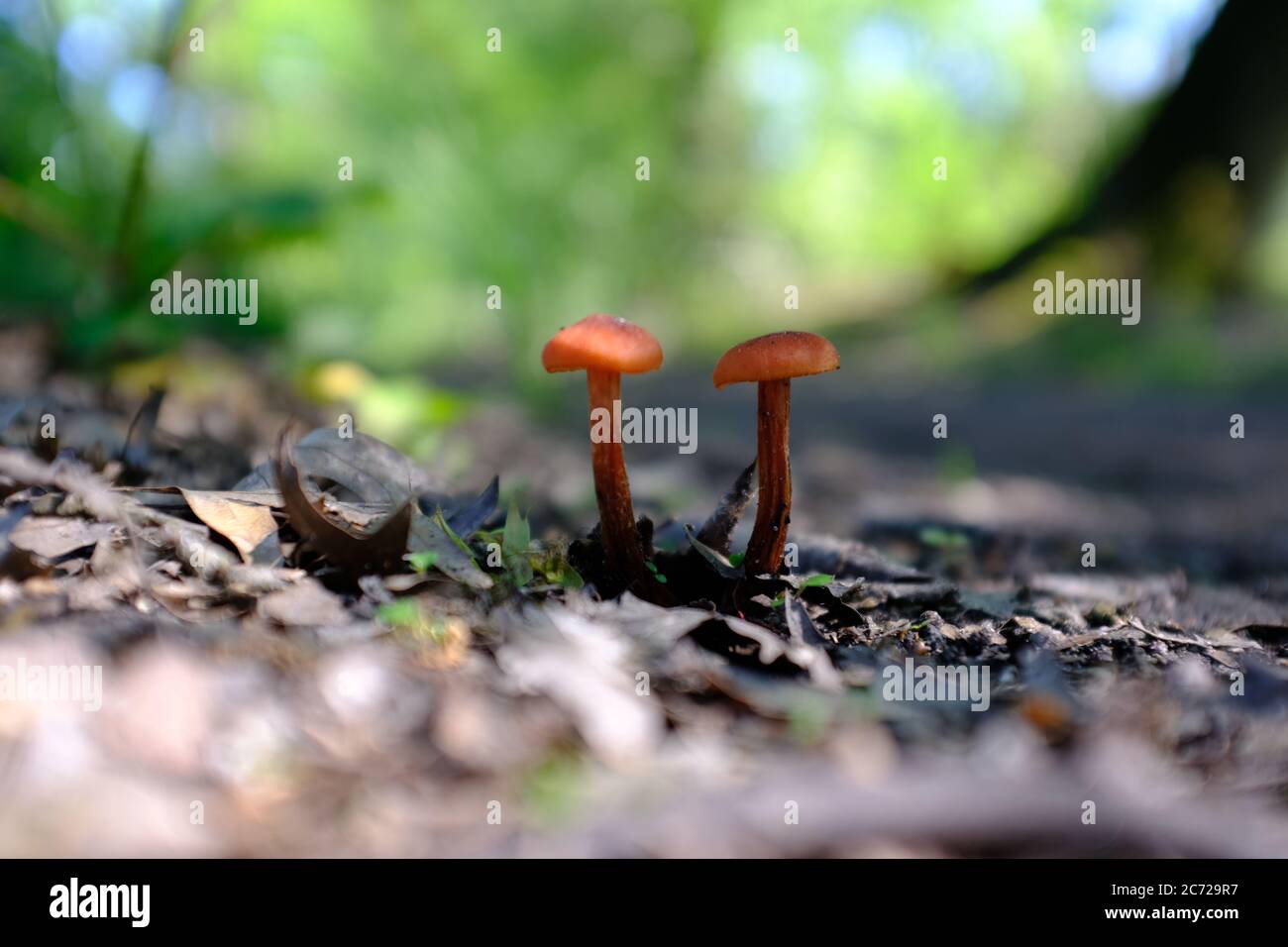un cierre de pequeños hongos del bosque en el otoño Foto de stock