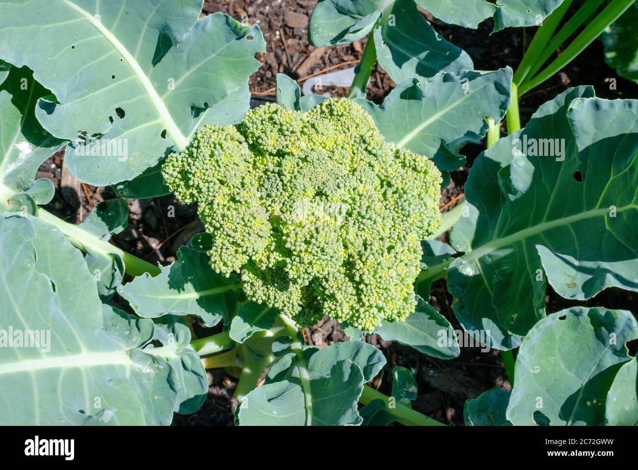 Primer plano de una cabeza de brócoli en crecimiento en el jardín utilizando sólo fertilizantes orgánicos y control de plagas Foto de stock