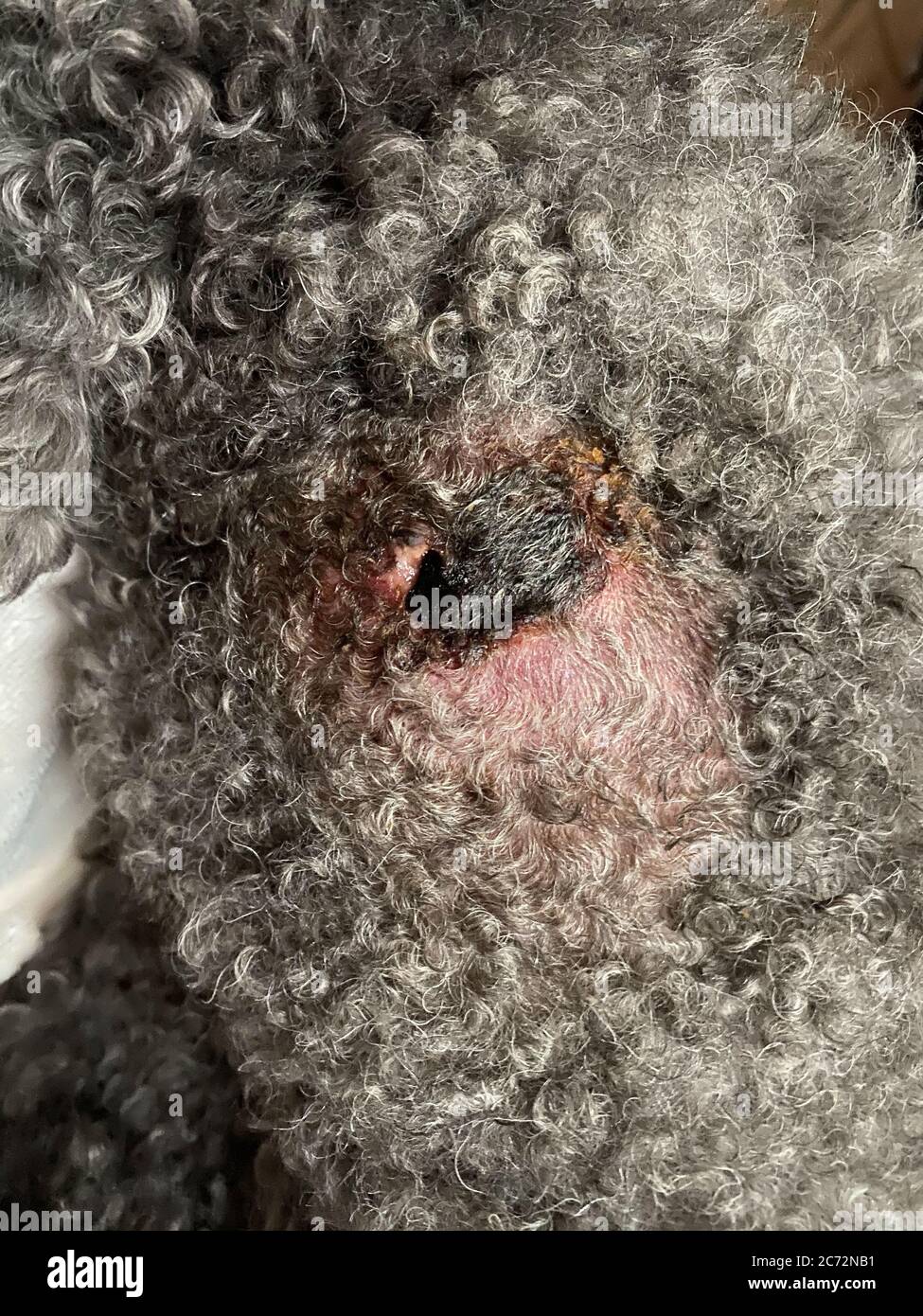 un cierre de una infección de la piel que exuda en un perro. Foto de stock