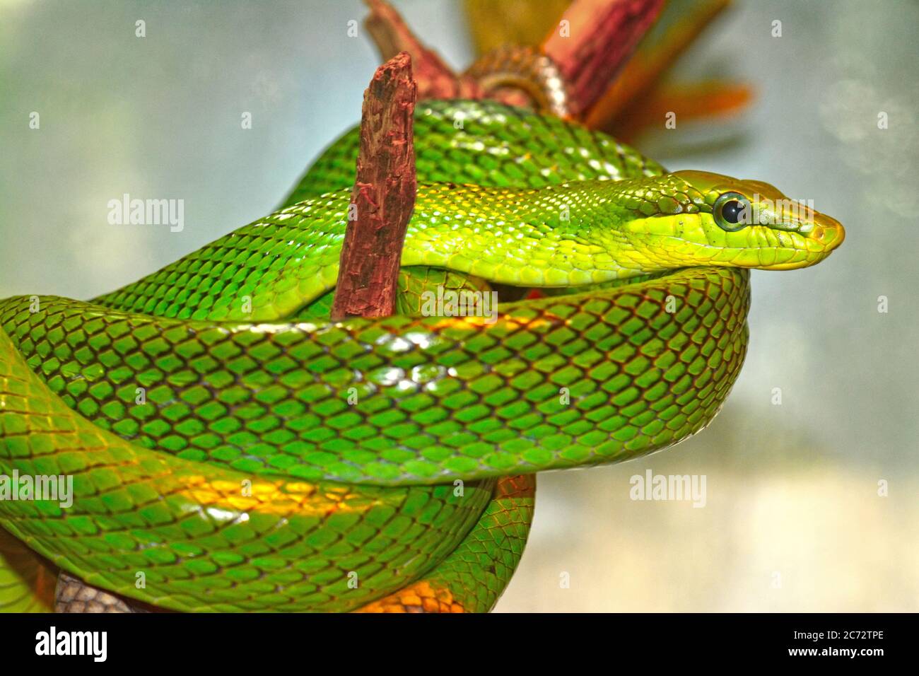 Serpiente de rata verde de cola roja, Gonyosoma oxycephalum Foto de stock