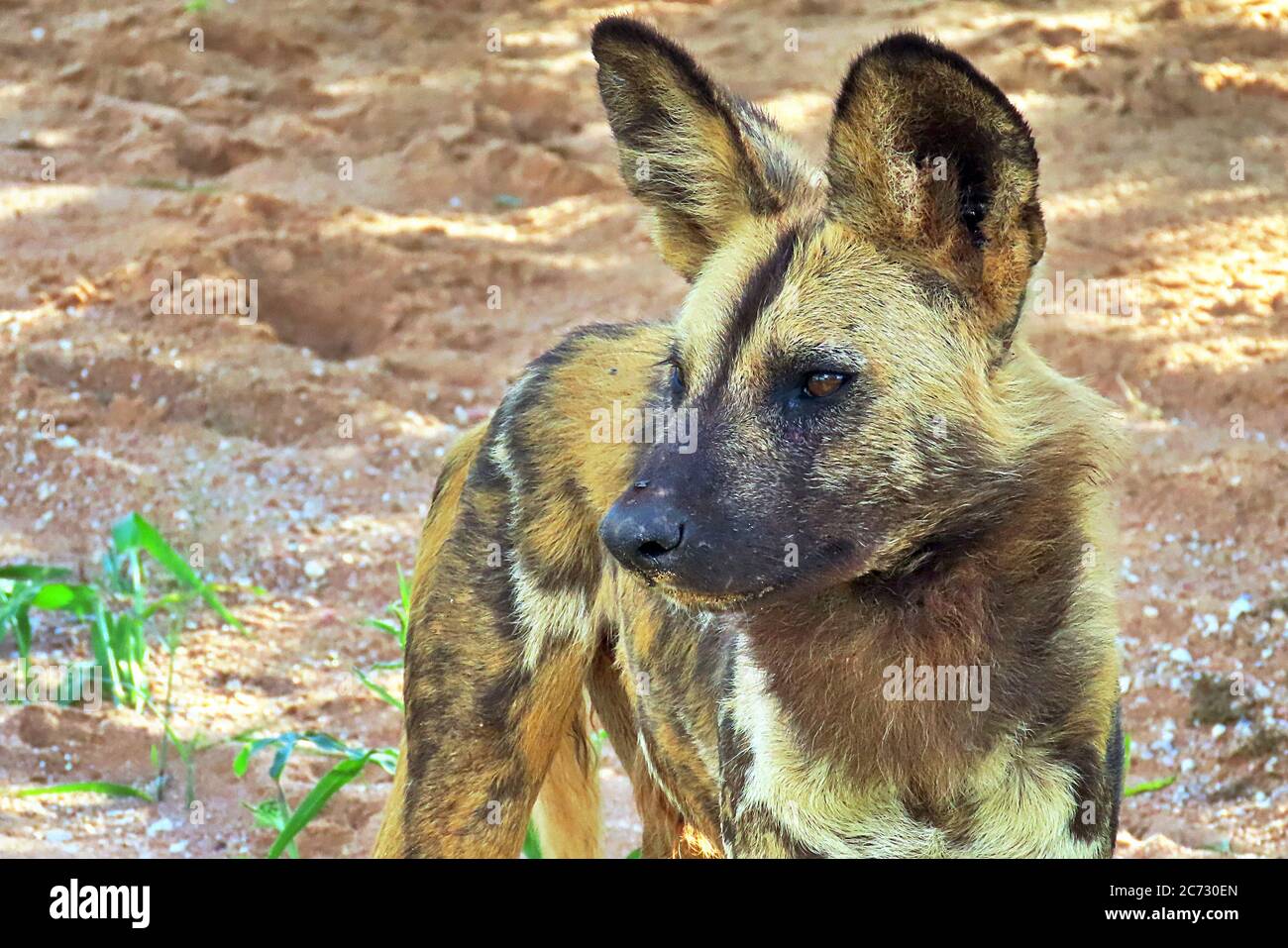 Un perro salvaje africano (Lycaon pictus), o lobo pintado, de pie con orejas picadas en el desierto de la estación húmeda de la Reserva Erindi cerca de Omaruru, Namibia. Foto de stock