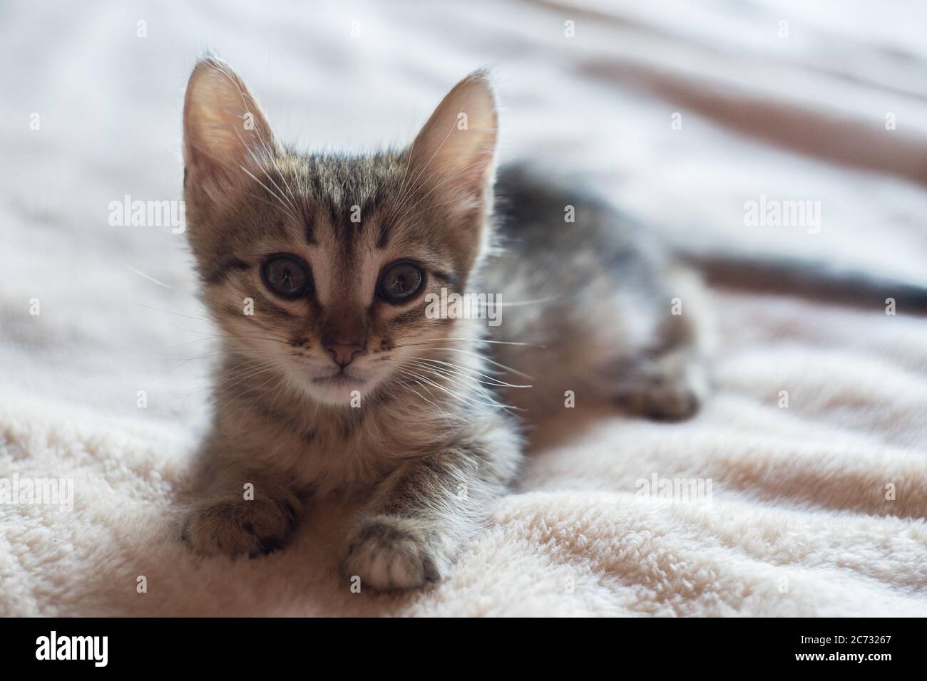 número Resistente Desgastado Un gatito marrón pequeño y lindo está sentado en la cama. Un pequeño gato  de pelo corto en la cama Fotografía de stock - Alamy