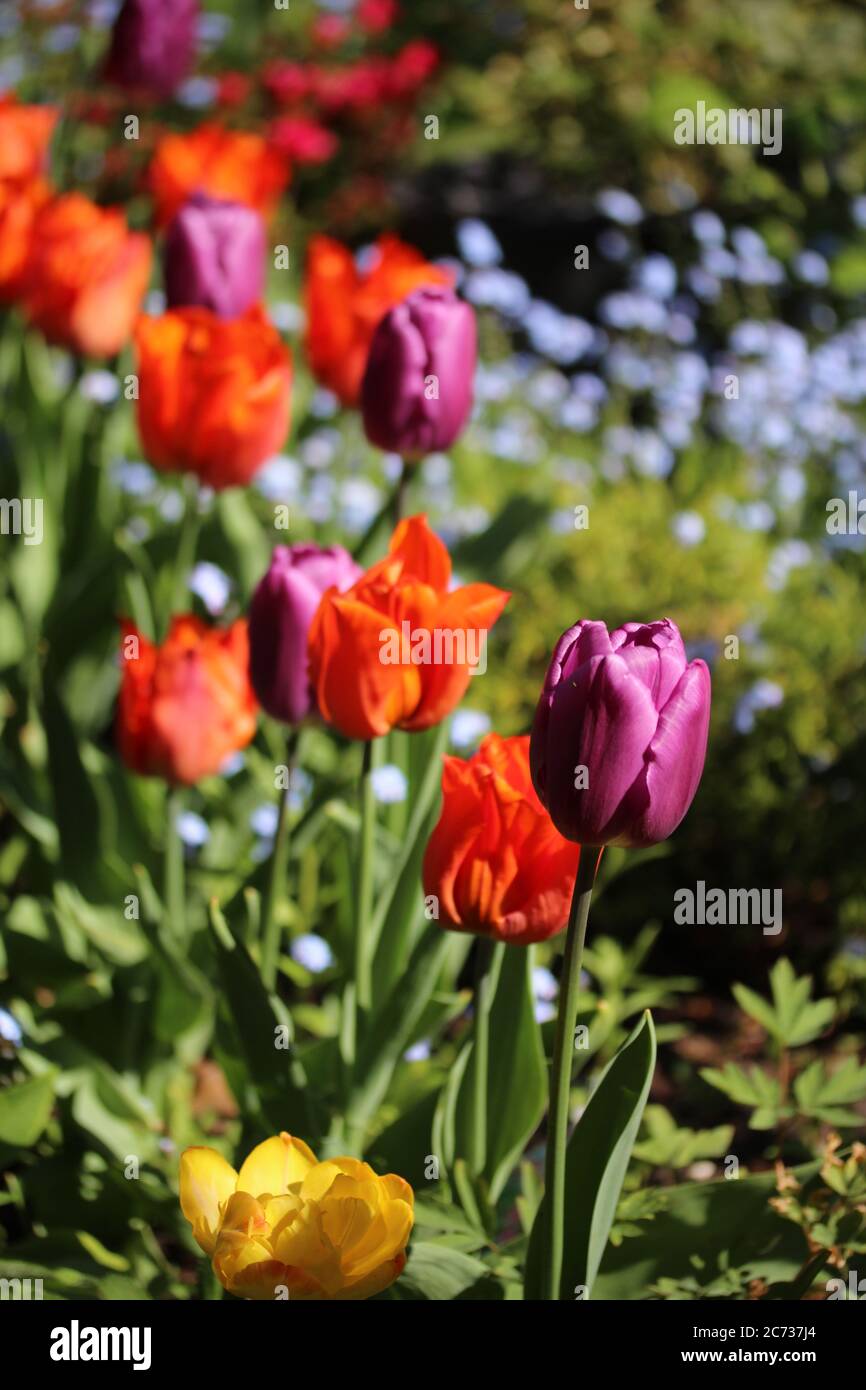 Tulipanes rojos y púrpura en un lecho de flores Foto de stock