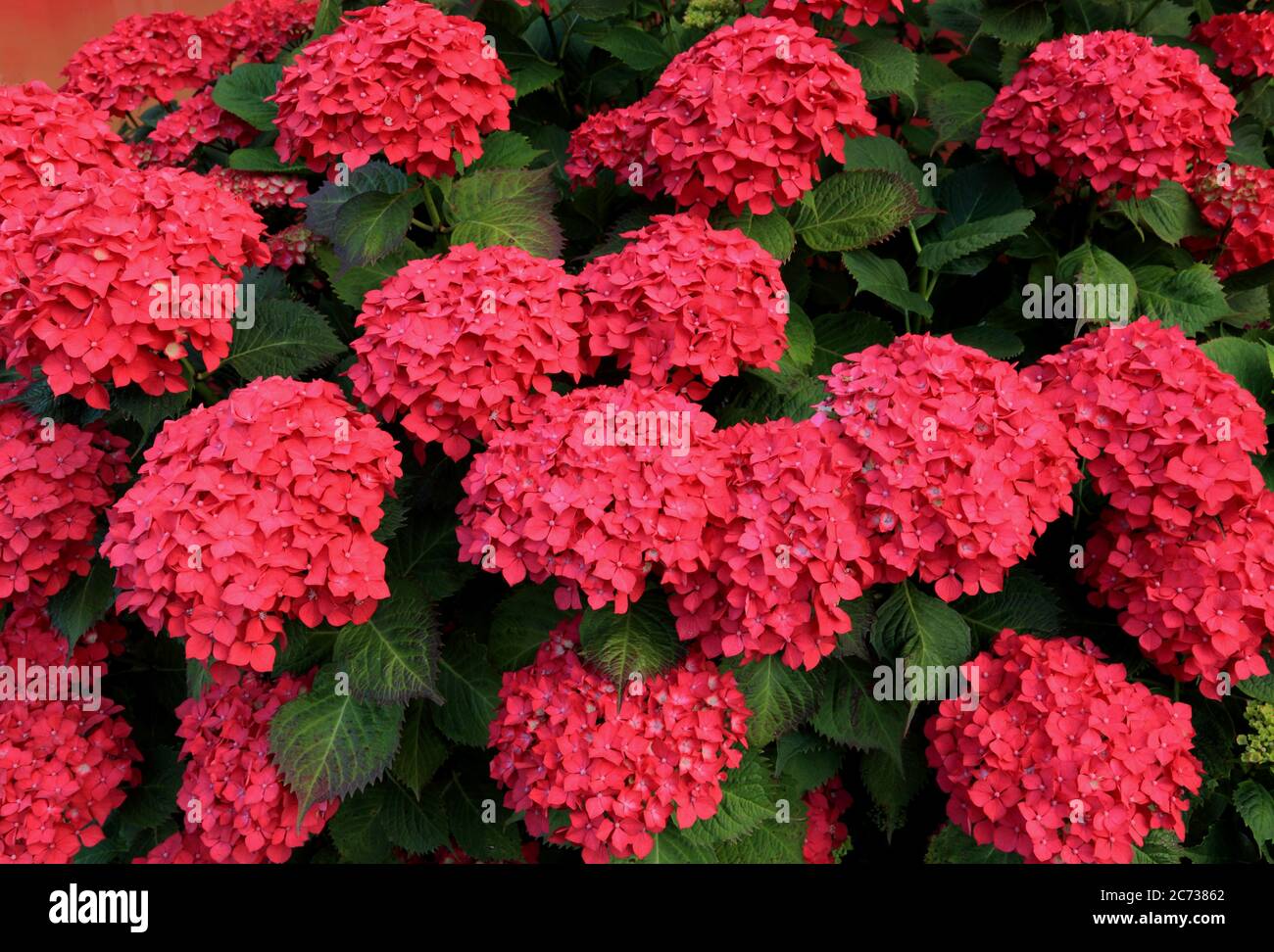 Hydrangea macrophylla, flor roja, hortensias Foto de stock