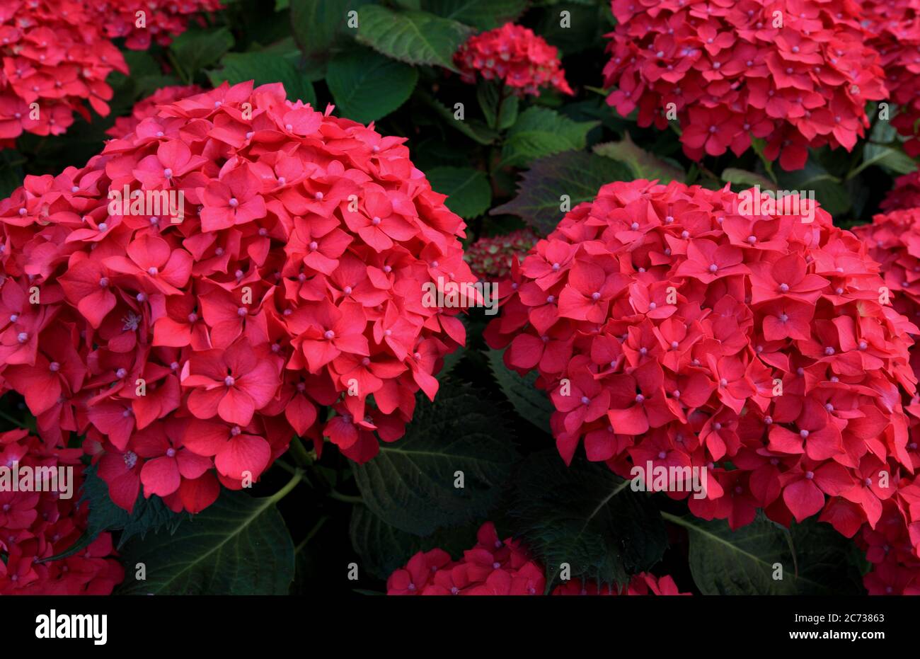 Hydrangea macrophylla, flor roja, hortensias Foto de stock