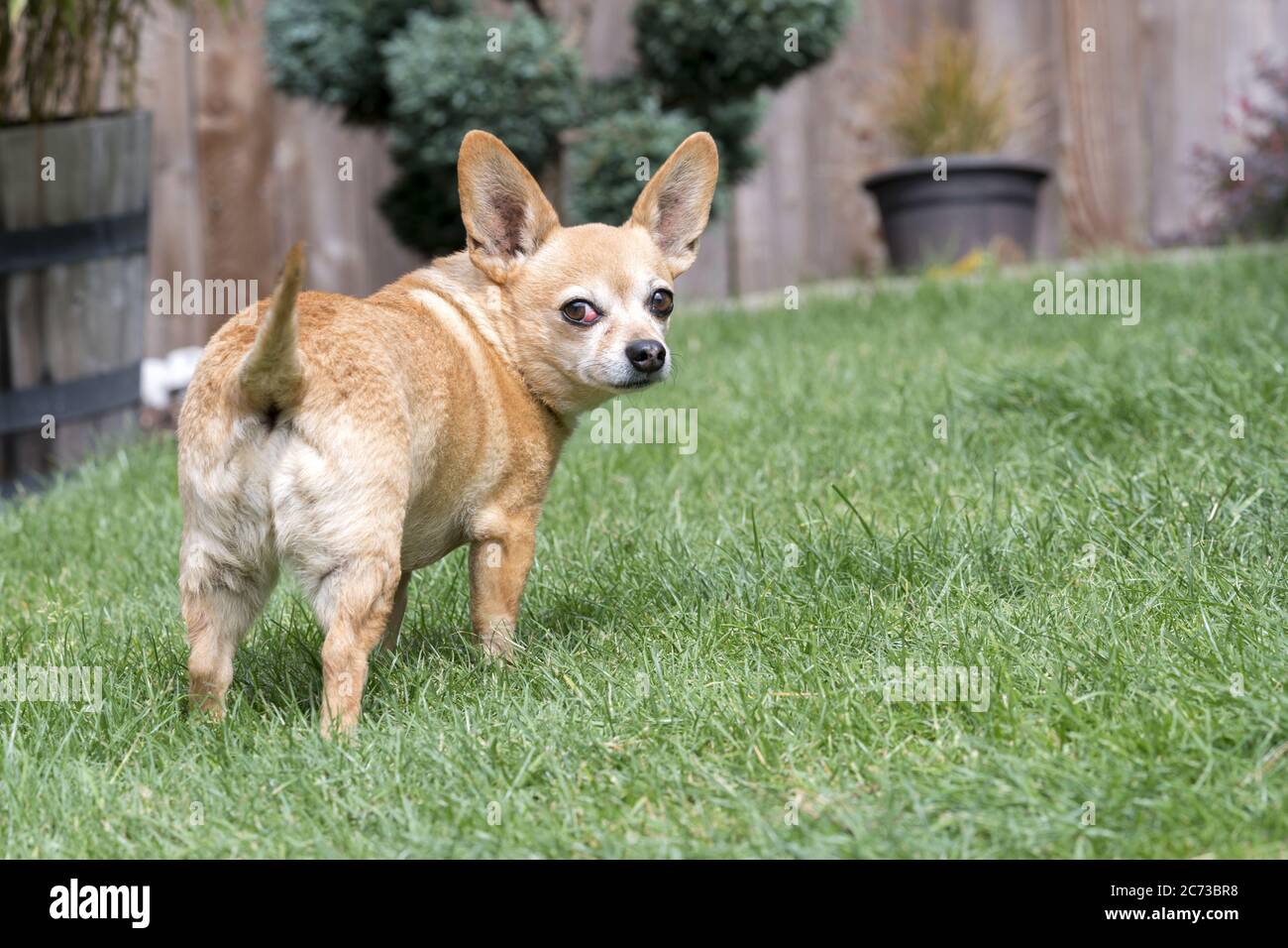 Chiweenie Perro Breed de pie en el patio - mujer con la condición médica del ojo de cereza Foto de stock