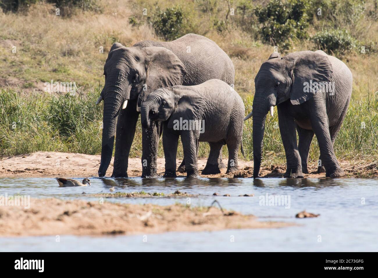 Agua potable para rebaños de elefantes, Parque Nacional Kruger, Provincia de Mpumalanga, Sudáfrica, África Foto de stock