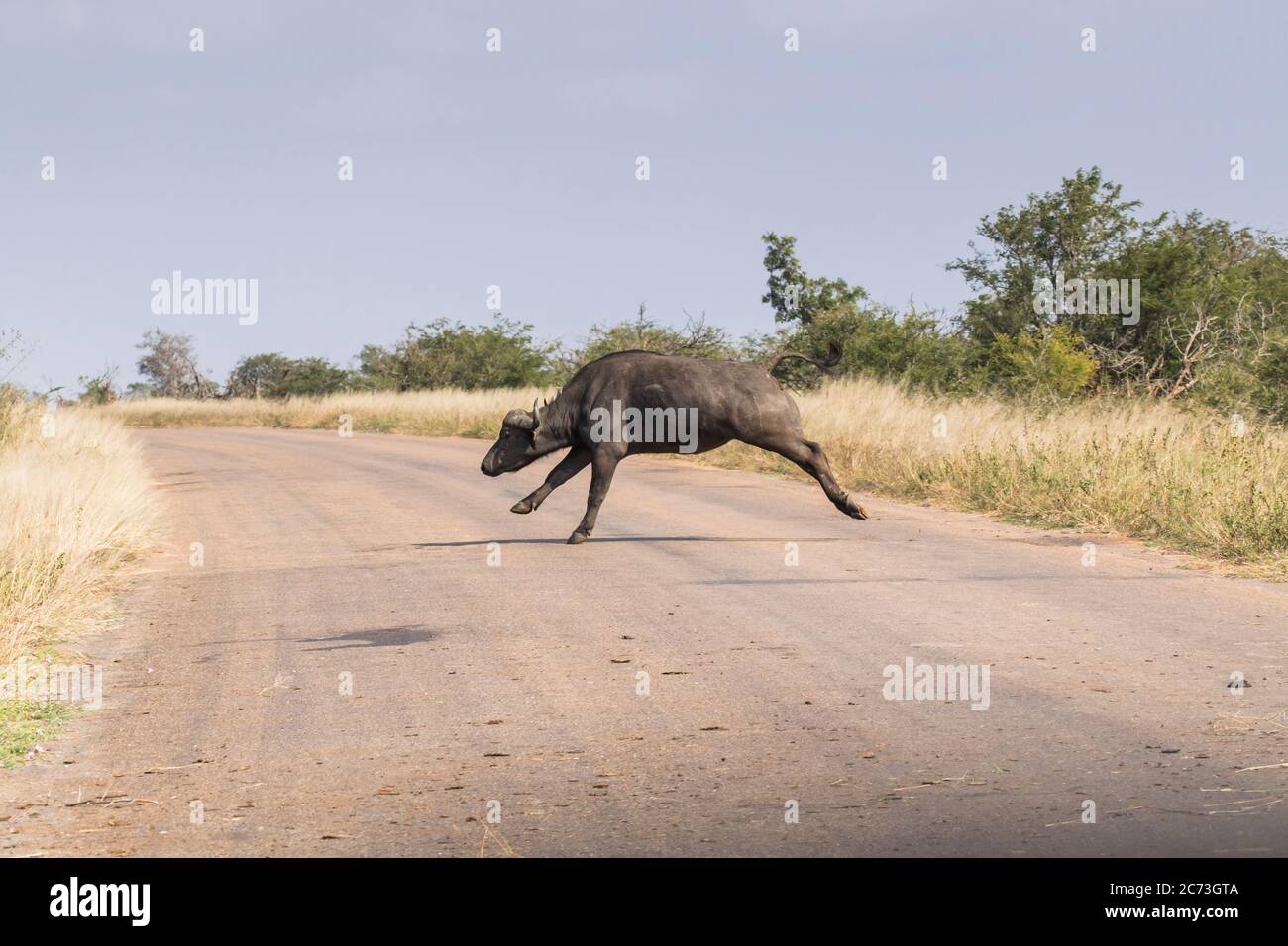 Buffalo cruzando la carretera en pánico, Parque Nacional Kruger, Provincia de Mpumalanga, Sudáfrica, África Foto de stock