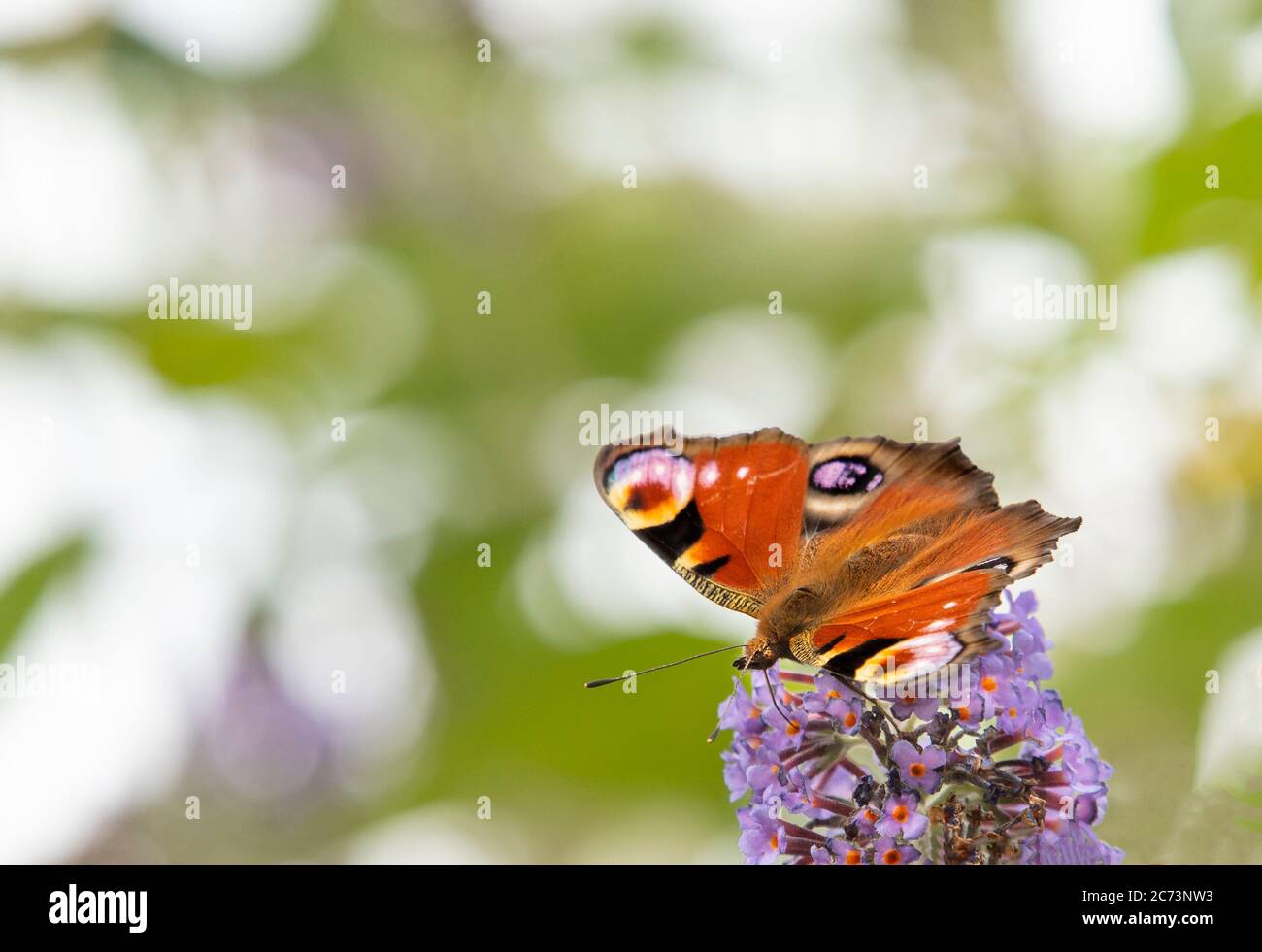 Peacock Butterfly, encaramado en un arbusto en un jardín británico, Bedfordshire, julio de 220 Foto de stock