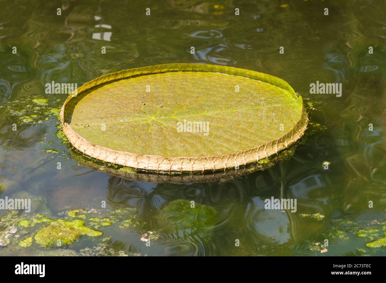Almohadilla gigante de nenúfares reflejada en agua en el Orto botanico di Padova en Italia Foto de stock