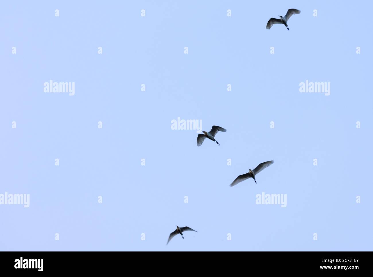 los pájaros volando en el cielo azul extendían ampliamente las alas que se acercan a la atmósfera Foto de stock