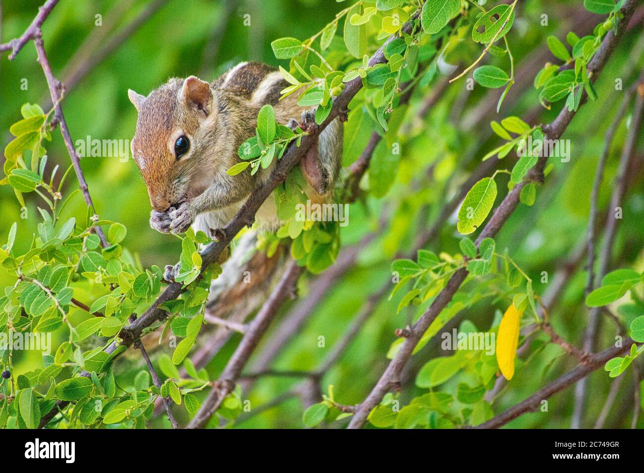 Ardilla de la Palma India, ardilla de la Palma de tres rayas, Funanbulus palmarum, Parque Nacional Kaudulla, Sri Lanka, Asia Foto de stock