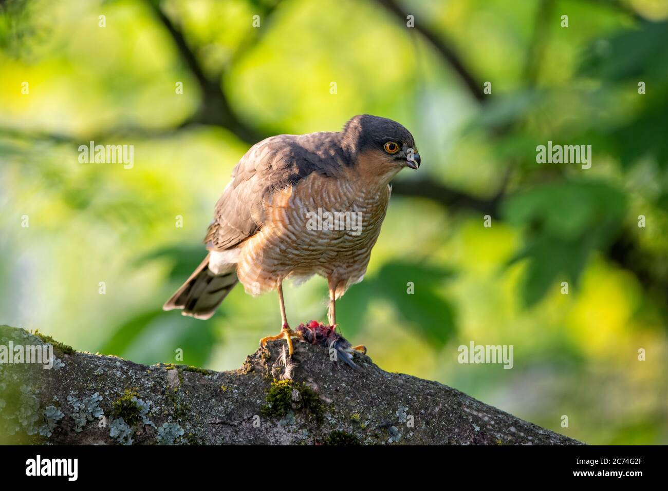 Sparrowhawk de la familia de halcones con presa Foto de stock