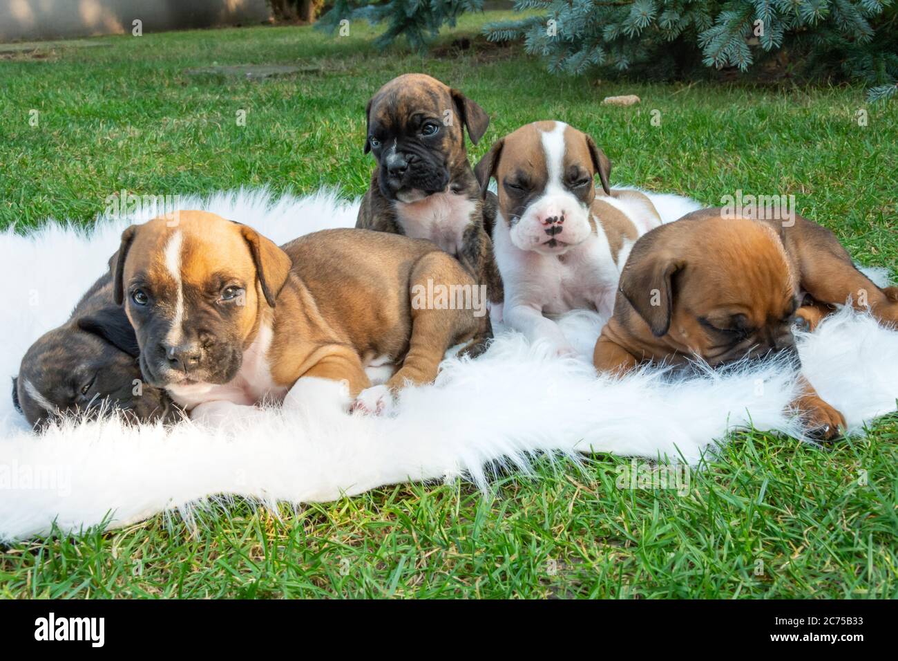 Cachorros Boxer Bebe Fotografias E Imagenes De Alta Resolucion Alamy