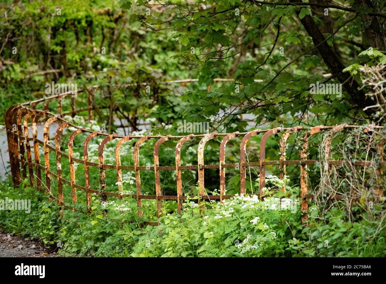 Vista del carril del país con las barandillas de Cheshire, Chipping, Preston, Lancashire, Reino Unido Foto de stock