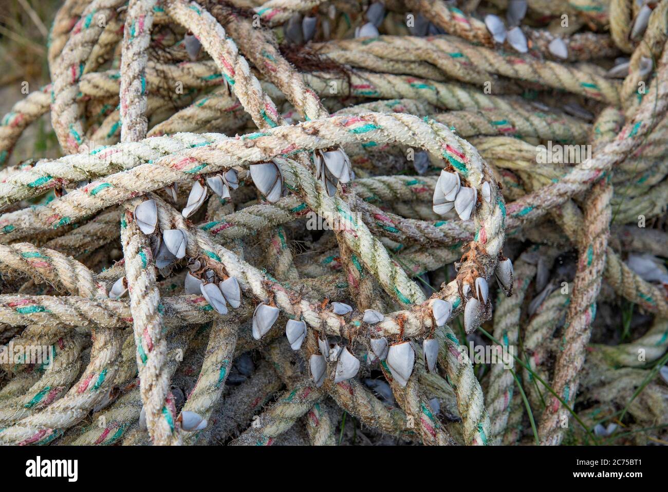 Percebes de ganso sobre una cuerda, Calgary Bay, Calgary, Isle of Mull, Argyll y Bute, Escocia, Reino Unido. Foto de stock