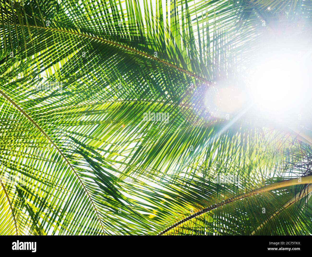 Hojas de palmera de la isla Coiba, santa catalina, Panamá, Centroamérica Foto de stock
