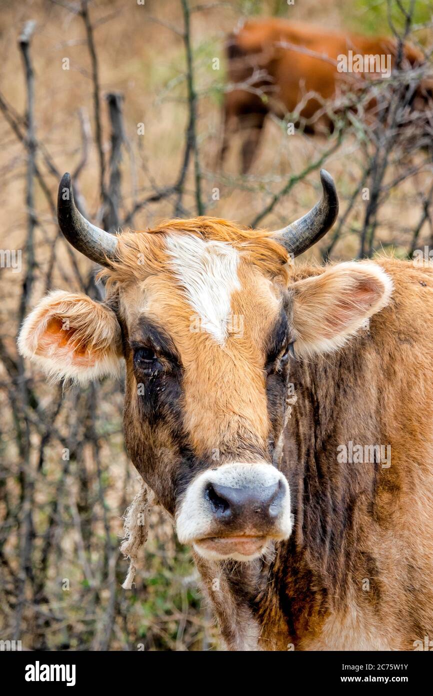 El marrón de caucásicos (Bos taurus) es una raza de ganado del Cáucaso. Foto de stock