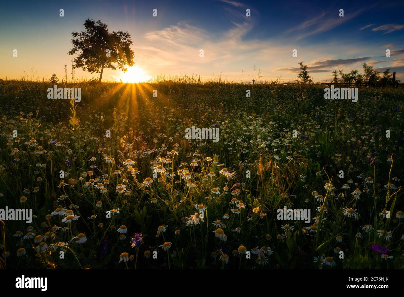 Campo de flores silvestres de manzanilla con un rayo de sol que 