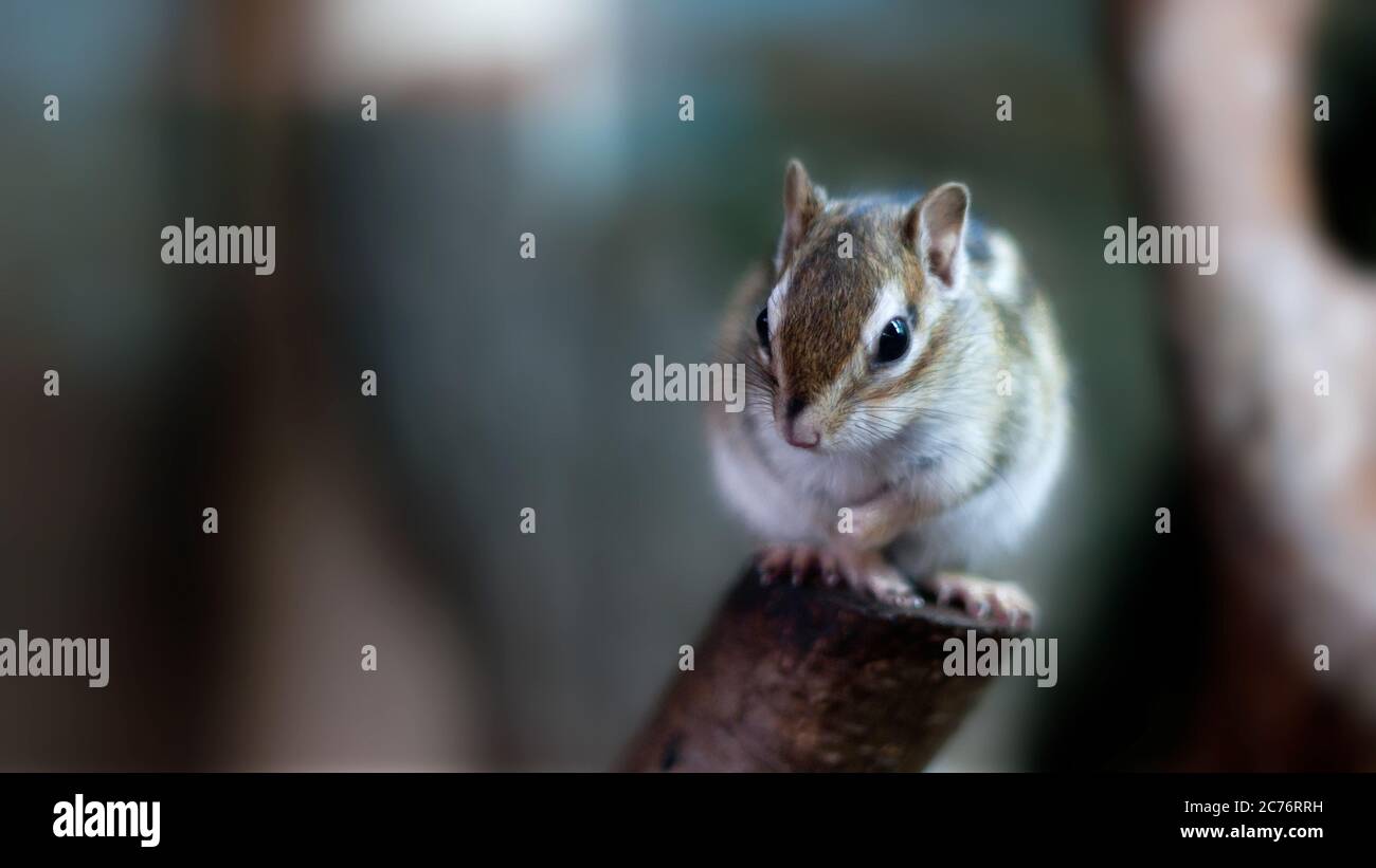 Chipmunk descansa sobre el tronco Foto de stock