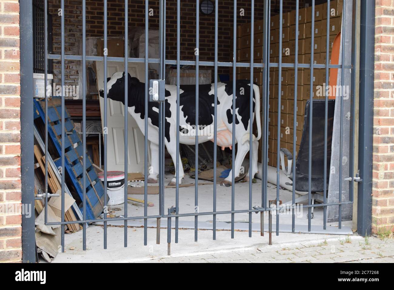 Vaca encontrada en el garaje del sur de Londres. Foto de stock