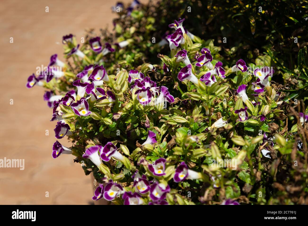 Un grupo de Torenia fournieri (flor de hueso de la piel) plantada en una de las ollas del jardín situado cerca del molino de viento de los Pueblos Unidos (Moinho Povos Unidos). Foto de stock