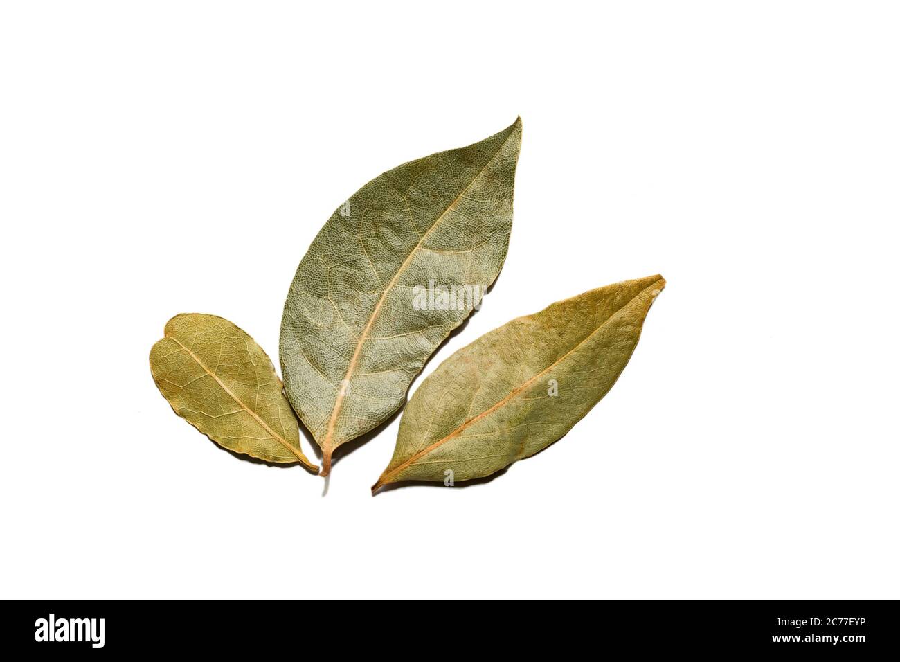 Hoja de laurel seca aislada sobre fondo blanco. Hojas de laurel secas
