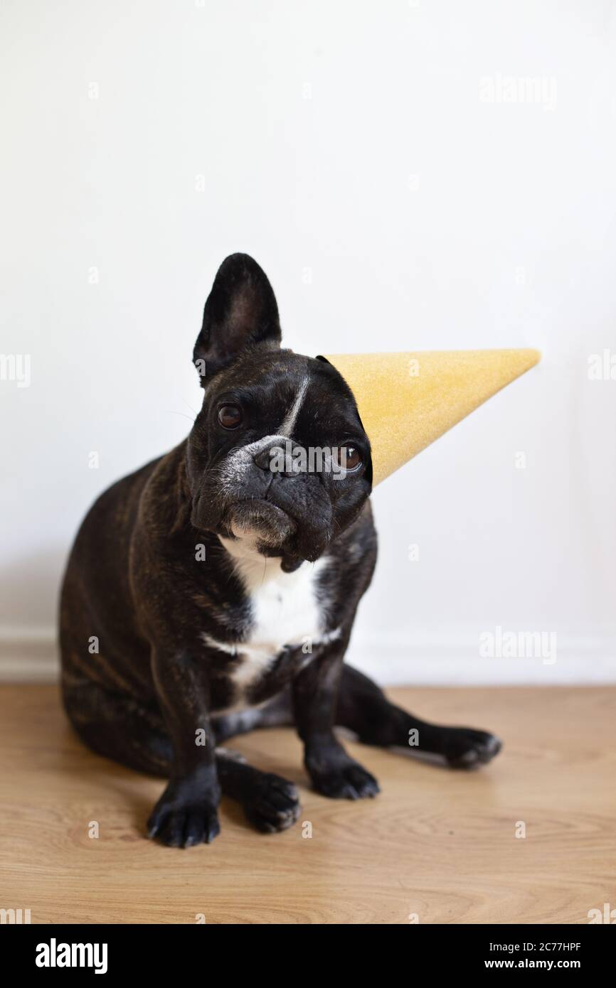Bulldog francés con sombrero de fiesta Foto de stock