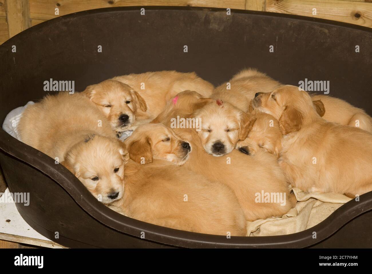 camada de cachorros de oro retriever acostado en una cesta de perro de plástico marrón Foto de stock