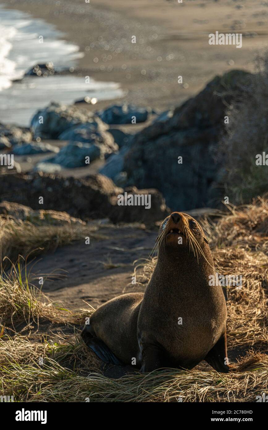 Nueva Zelanda Fur Seals en el Cabo Palliser, tomando sol en las rocas junto al océano. Foto de stock