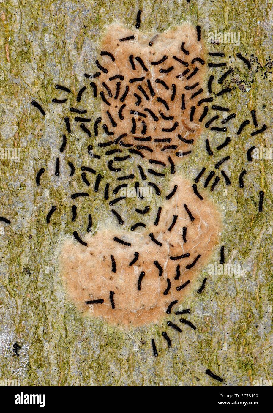 Gitano Moth (Lymantria dispar). Las pequeñas orugas negras salen de los paquetes de huevos sobre la corteza de un árbol de haya en primavera al principio del brote de hoja y luego suben a las ramas de la hoja. Alemania Foto de stock