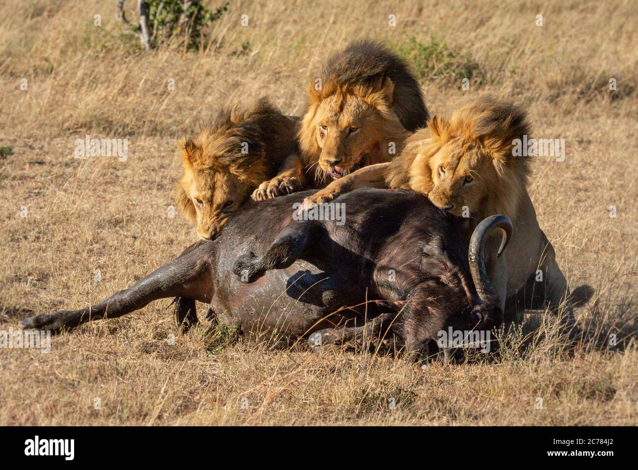 Tres leones machos sostienen búfalos muertos Fotografía de stock - Alamy